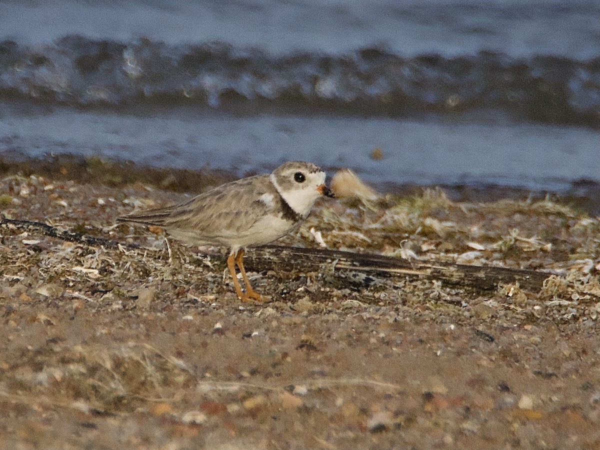 Piping Plover - ML596899731