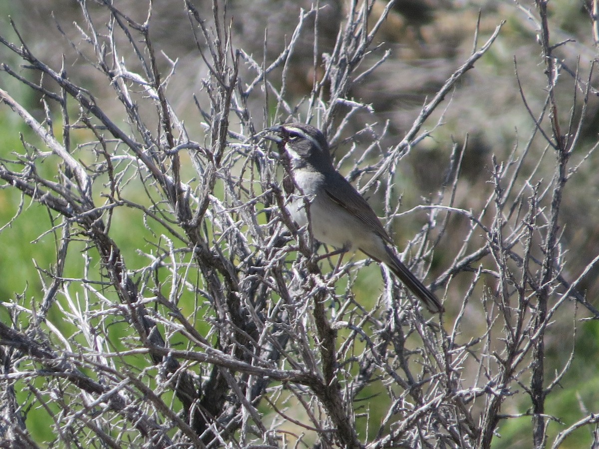 Black-throated Sparrow - ML59690091