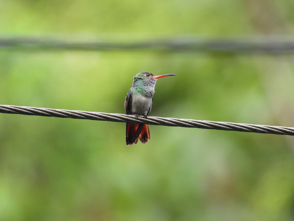 Rufous-tailed Hummingbird - Albeiro Erazo Farfán