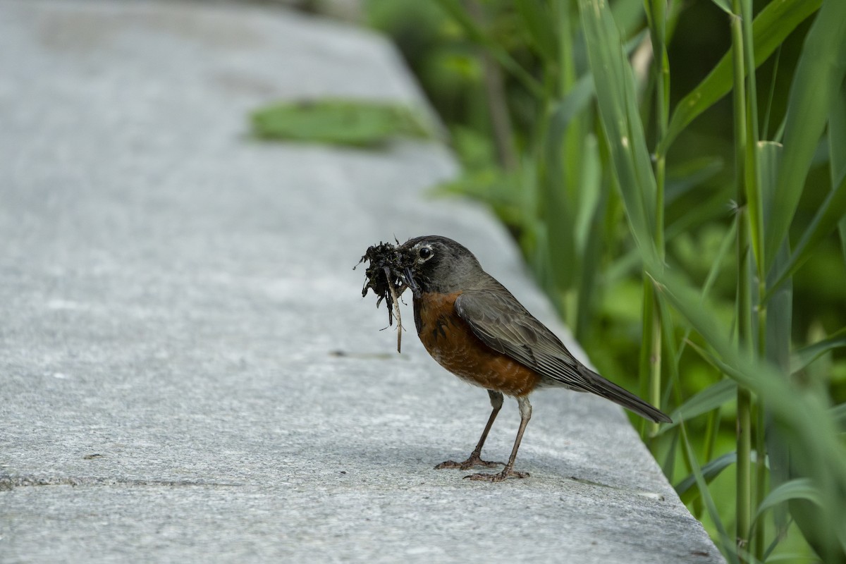 American Robin ML596904331