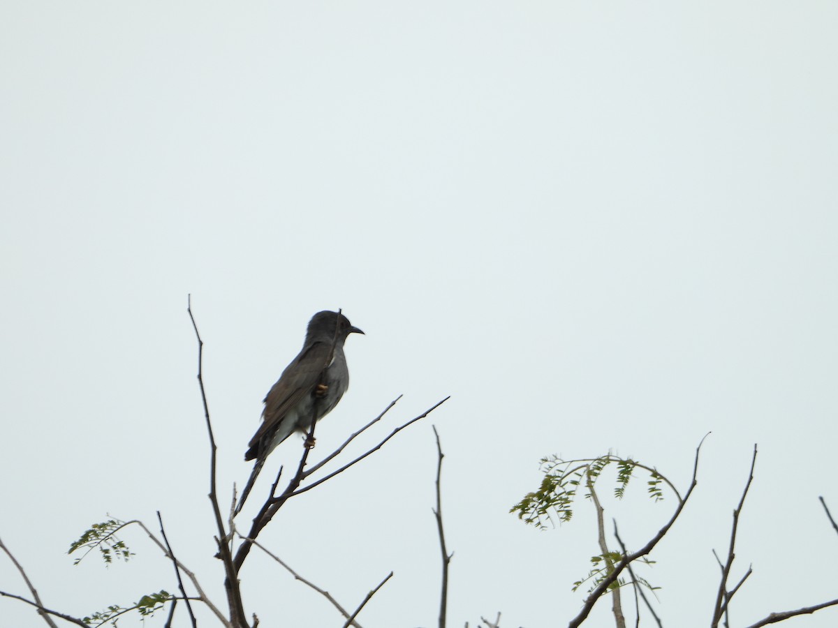 Gray-bellied Cuckoo - ML596904401