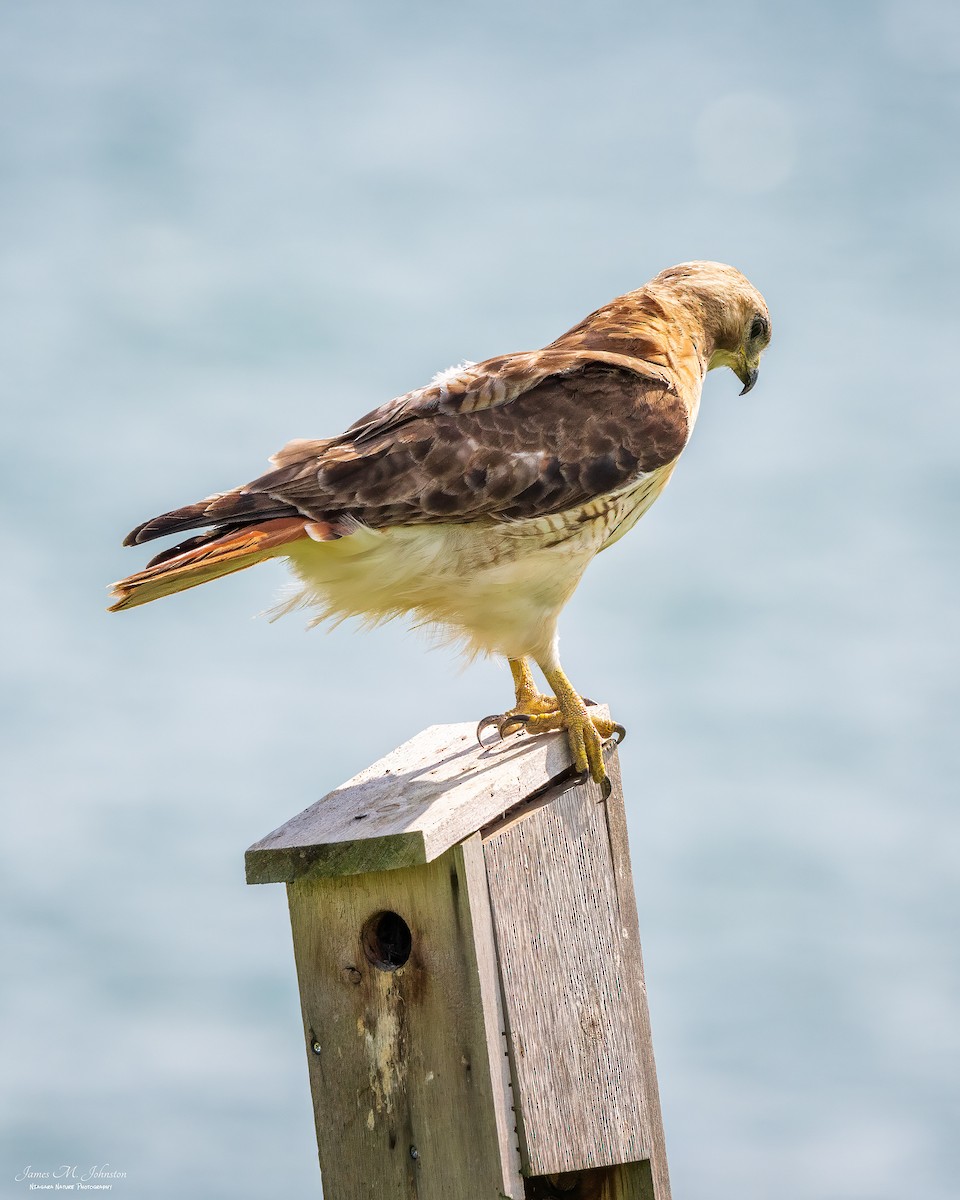 Red-tailed Hawk - ML596907121