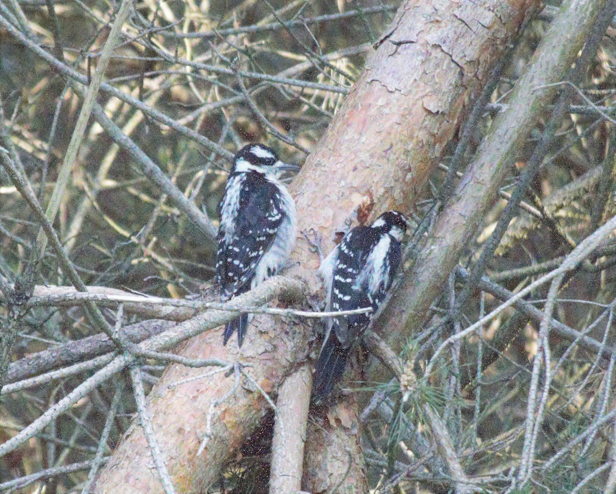 Hairy Woodpecker - ML596912781