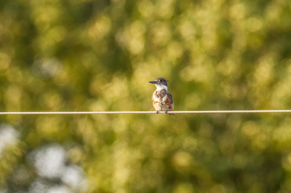 Belted Kingfisher - ML596916641