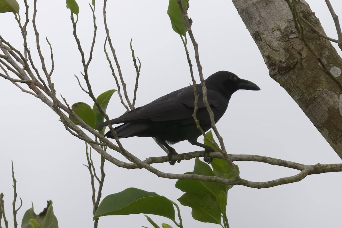 Slender-billed Crow (Sulawesi) - Mike Hooper