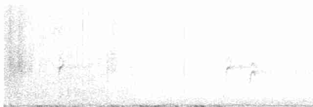Шишкар ялиновий/ідагоський - ML596918291