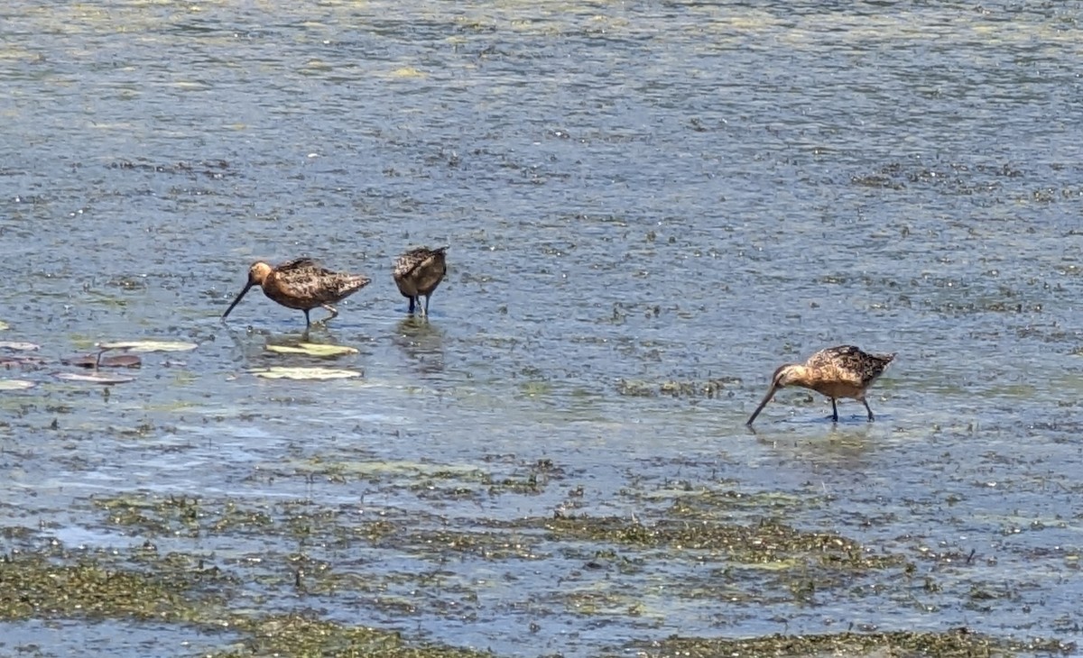 Long-billed Dowitcher - ML596919691
