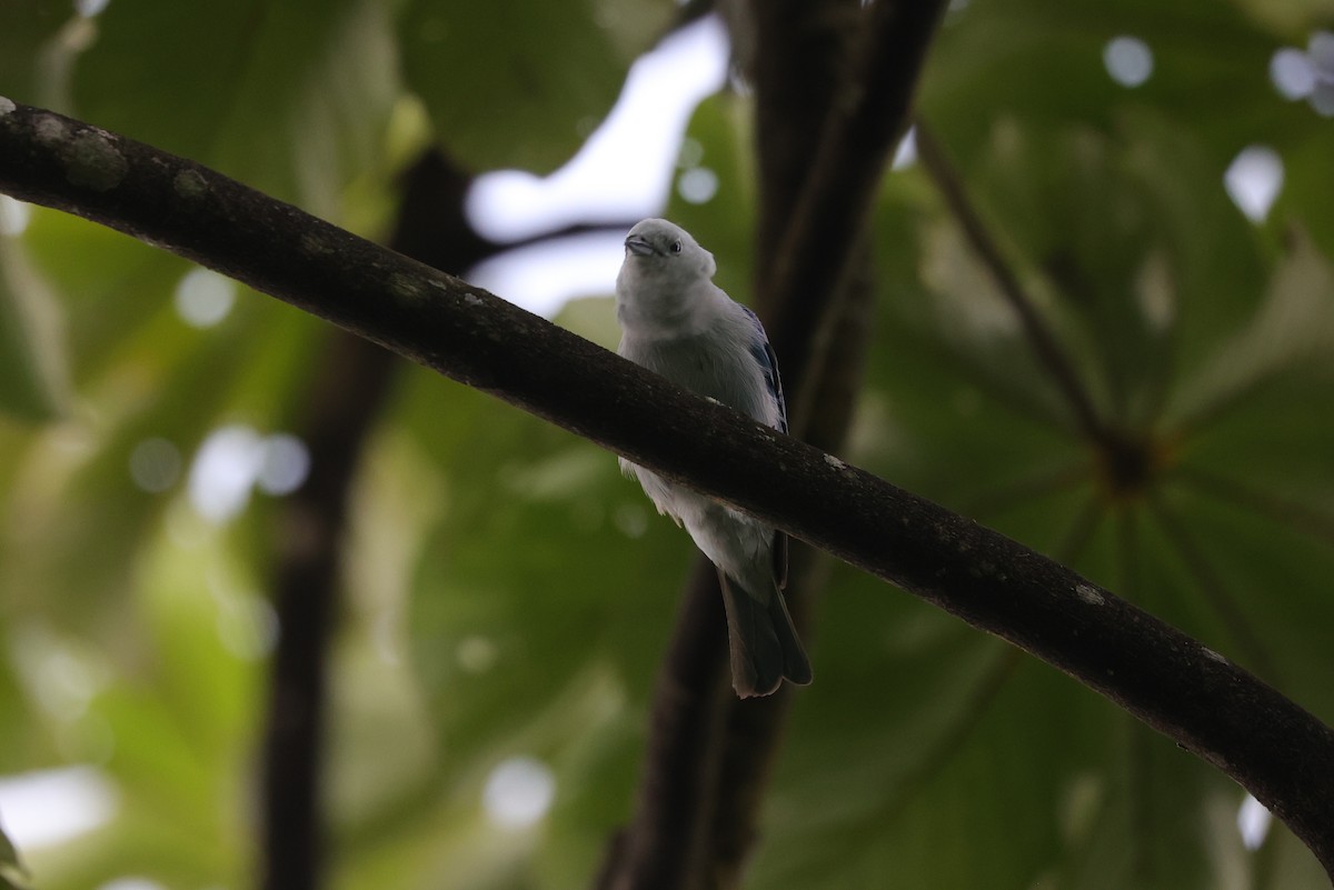 Blue-gray Tanager - ML596919731