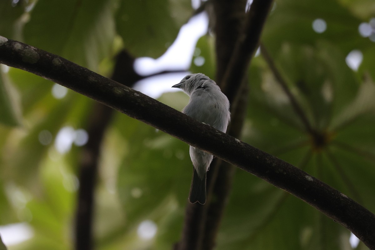 Blue-gray Tanager - ML596919741