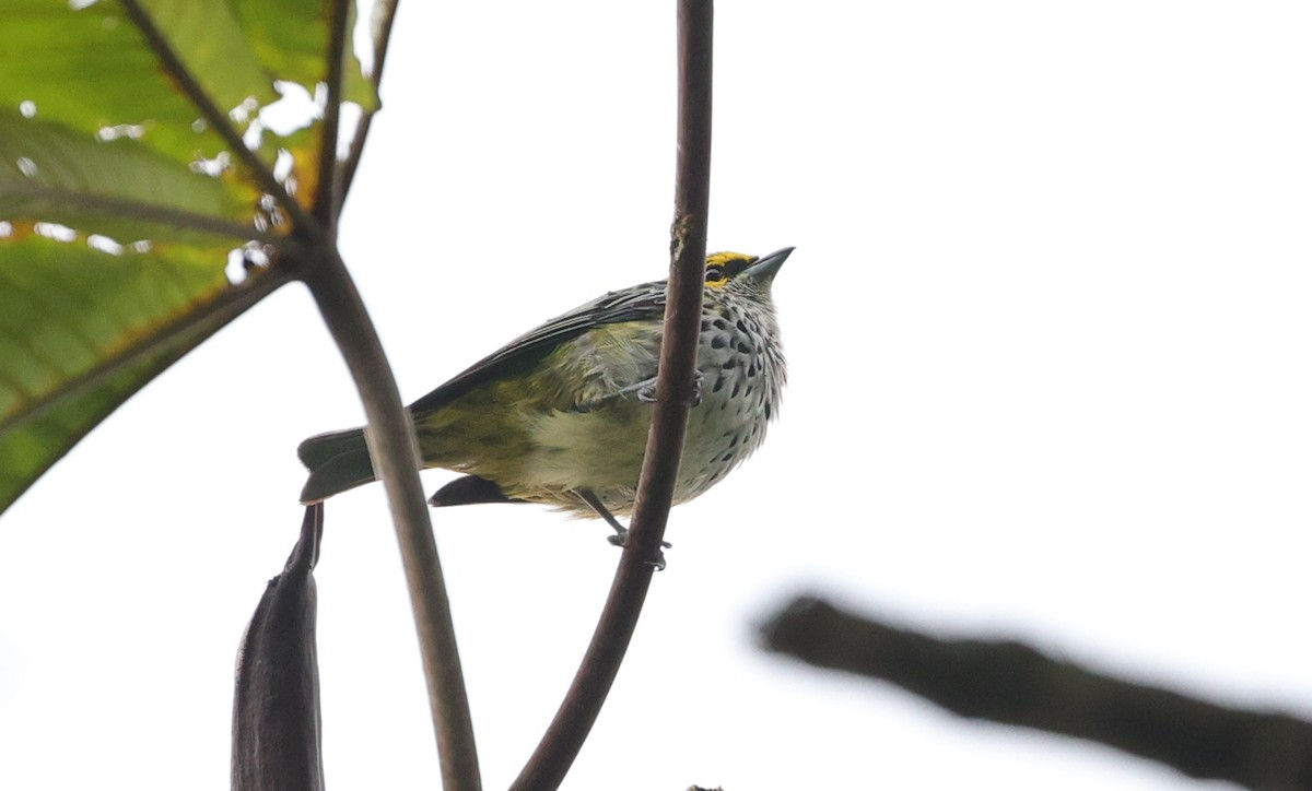 Speckled Tanager - ML596919991