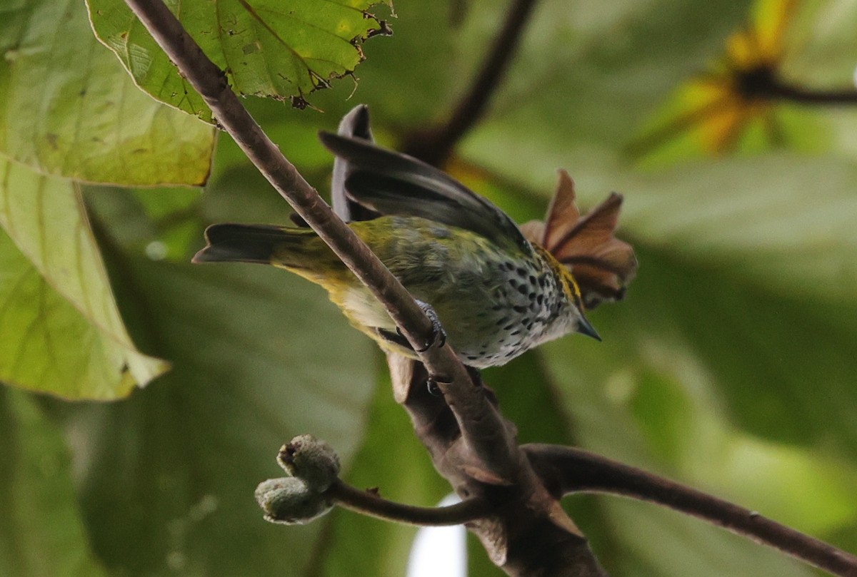 Speckled Tanager - ML596920001