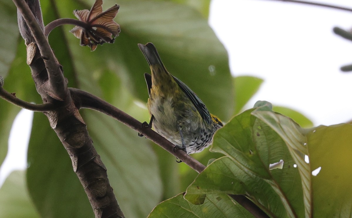 Speckled Tanager - ML596920021
