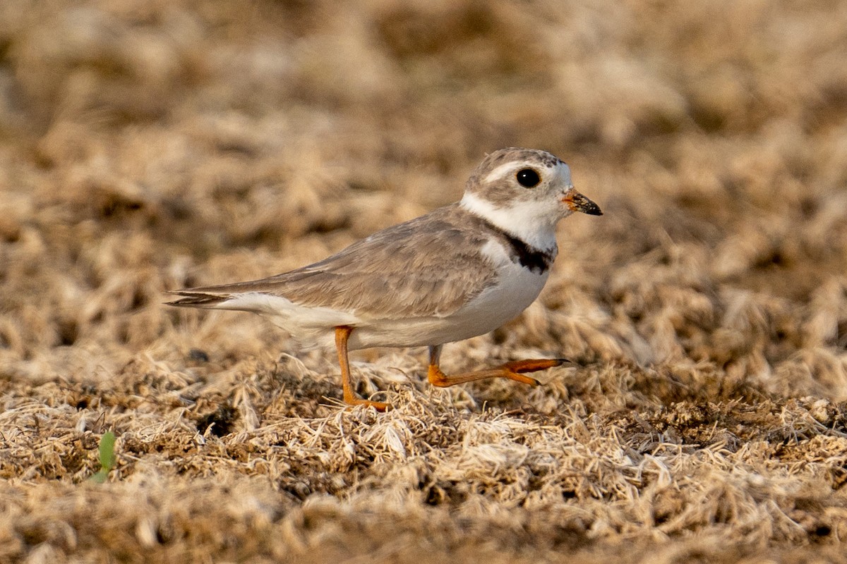 Piping Plover - ML596920361