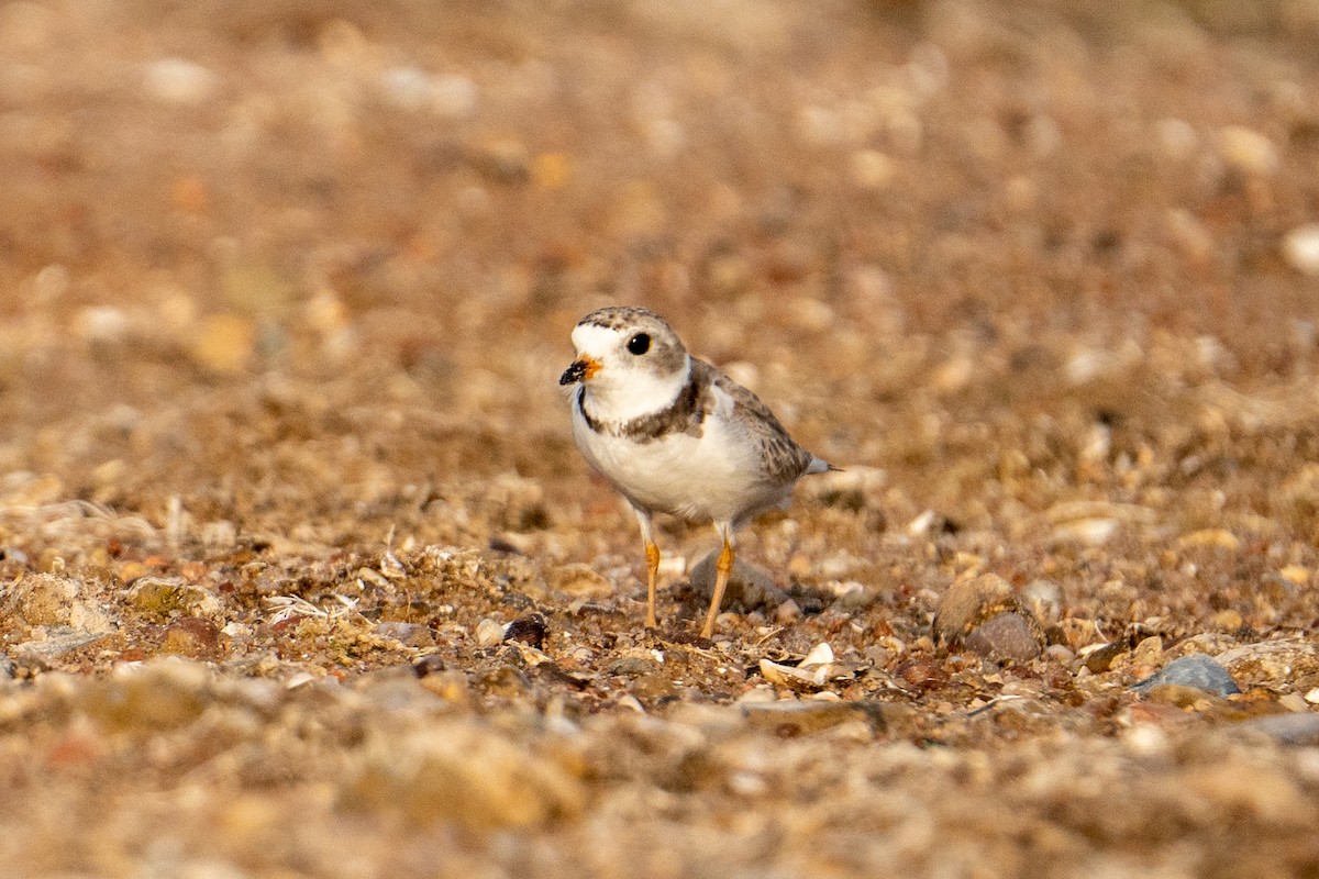 Piping Plover - ML596920371