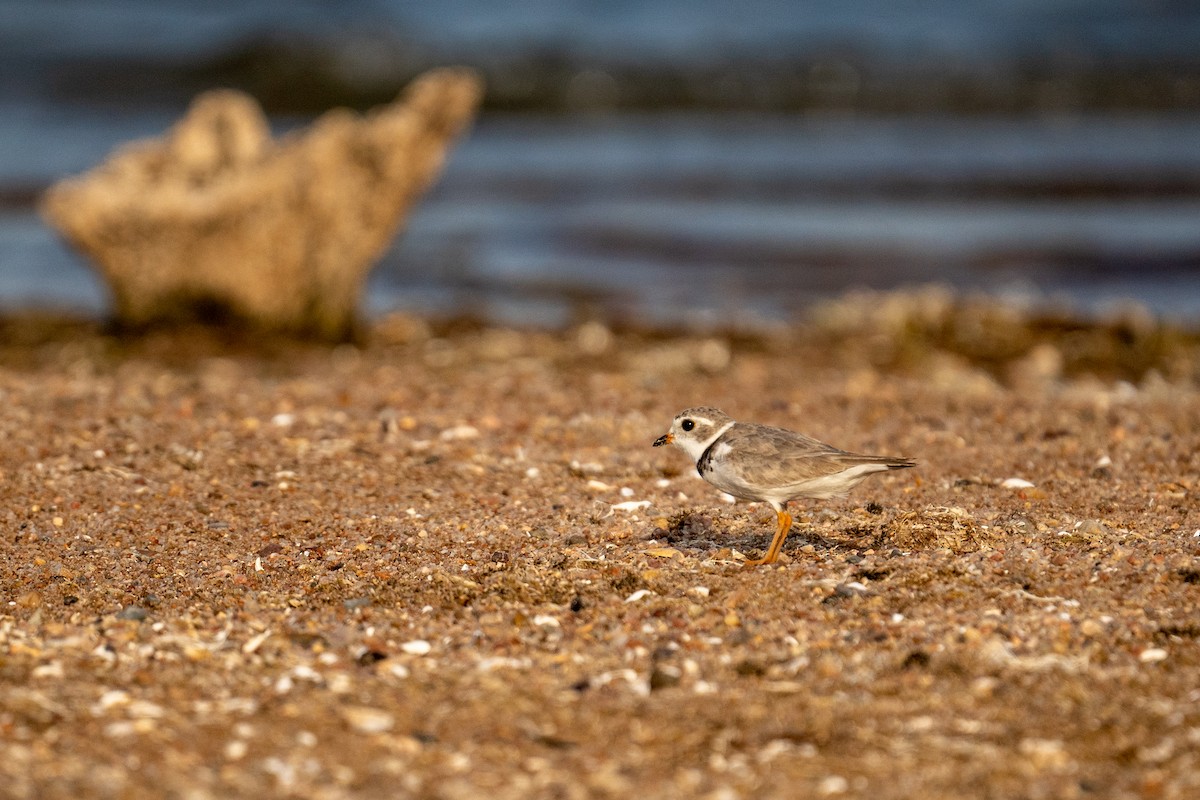 Piping Plover - ML596920381