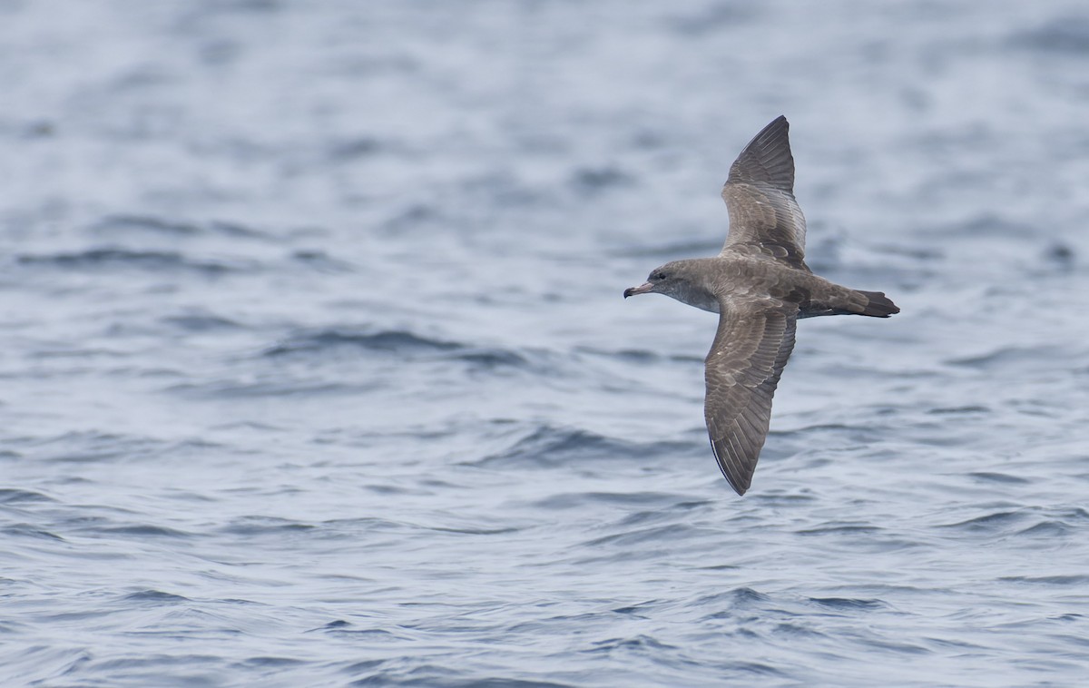 Pink-footed Shearwater - ML596928111