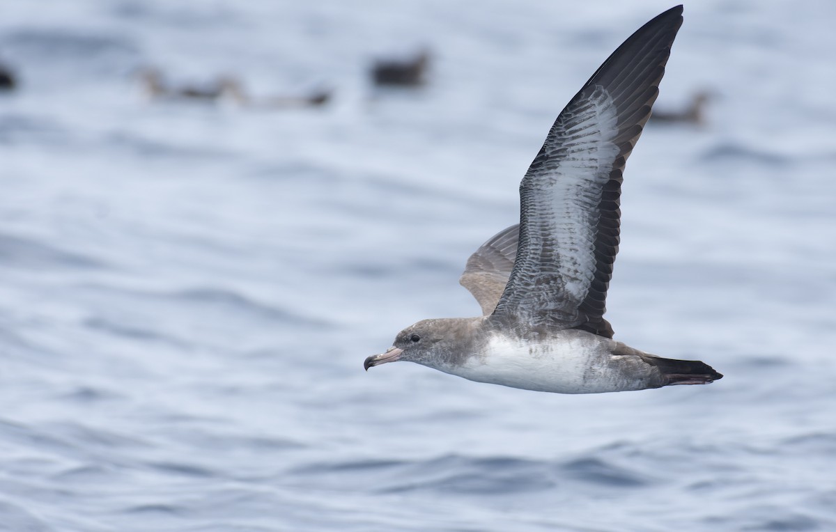 Pink-footed Shearwater - Marky Mutchler