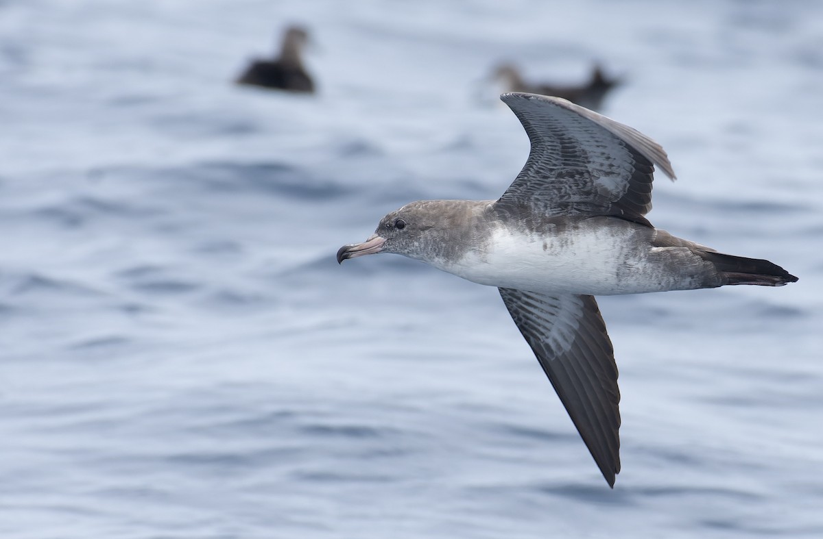 Pink-footed Shearwater - ML596928131