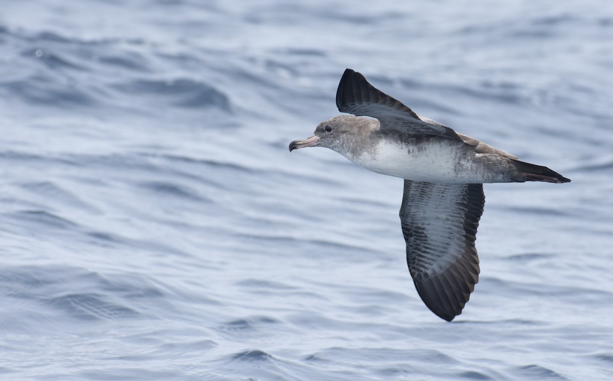 Pink-footed Shearwater - ML596928141