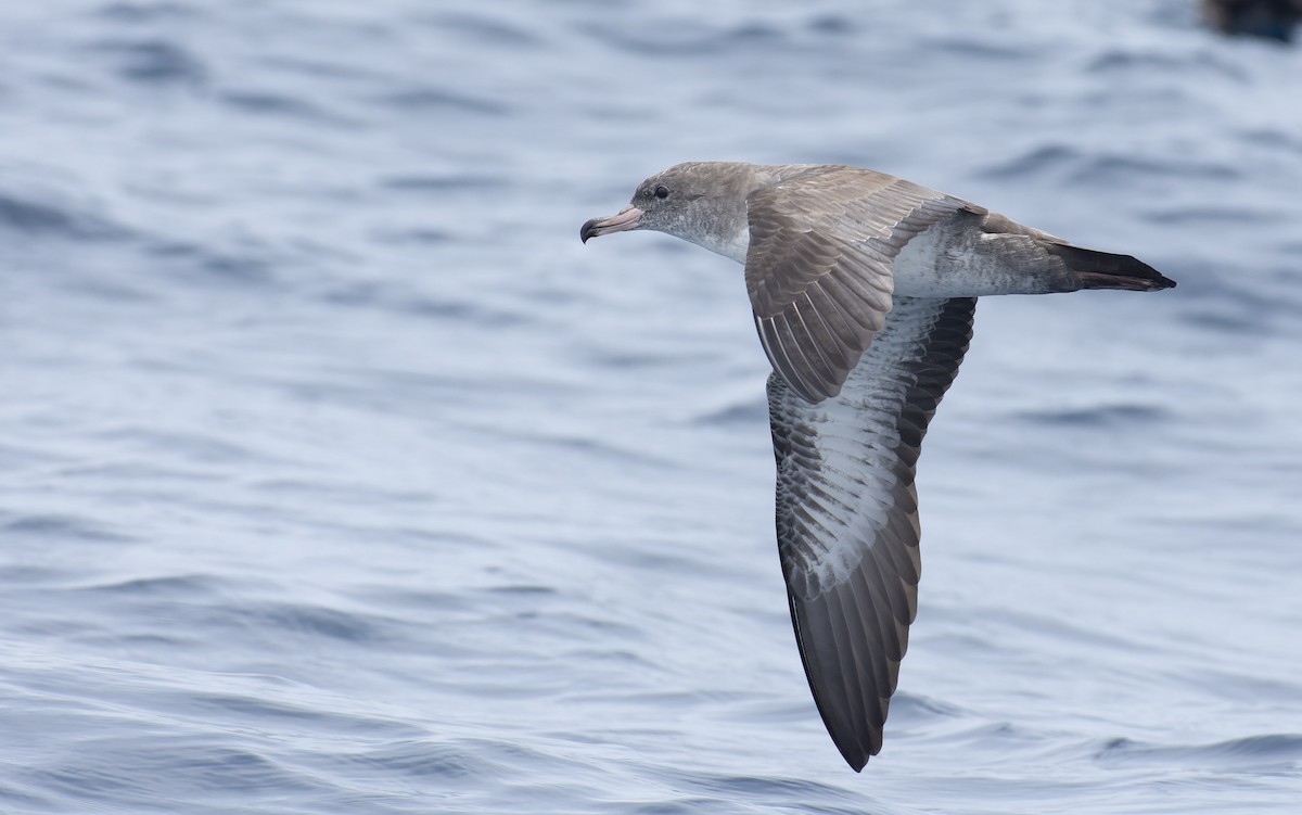 Pink-footed Shearwater - ML596928151
