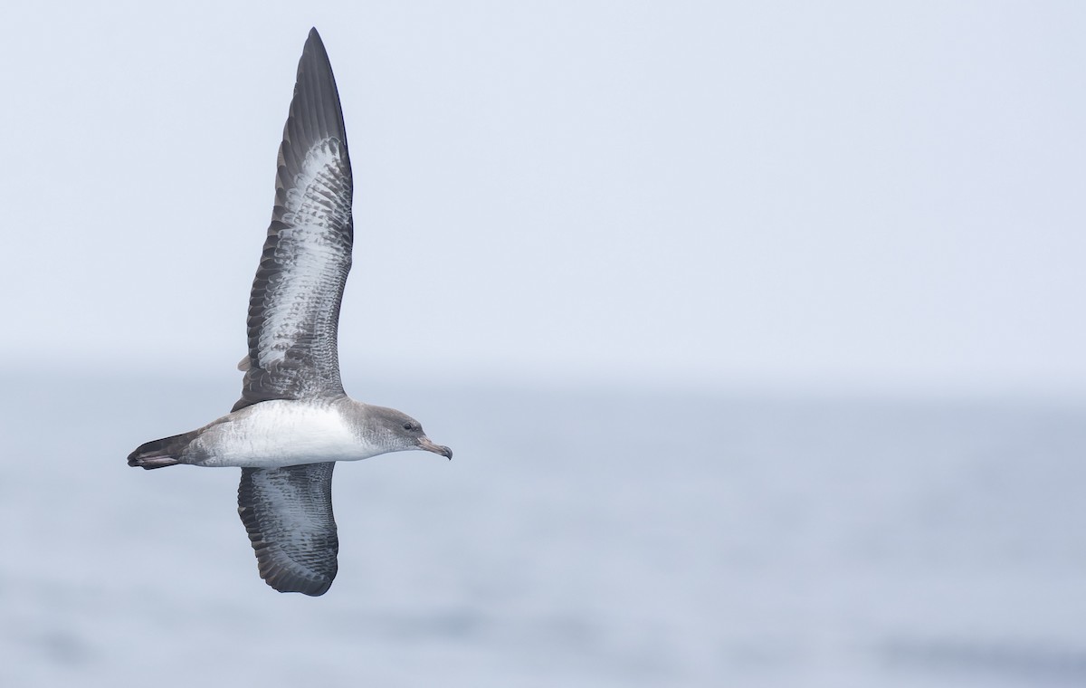 Pink-footed Shearwater - ML596928181