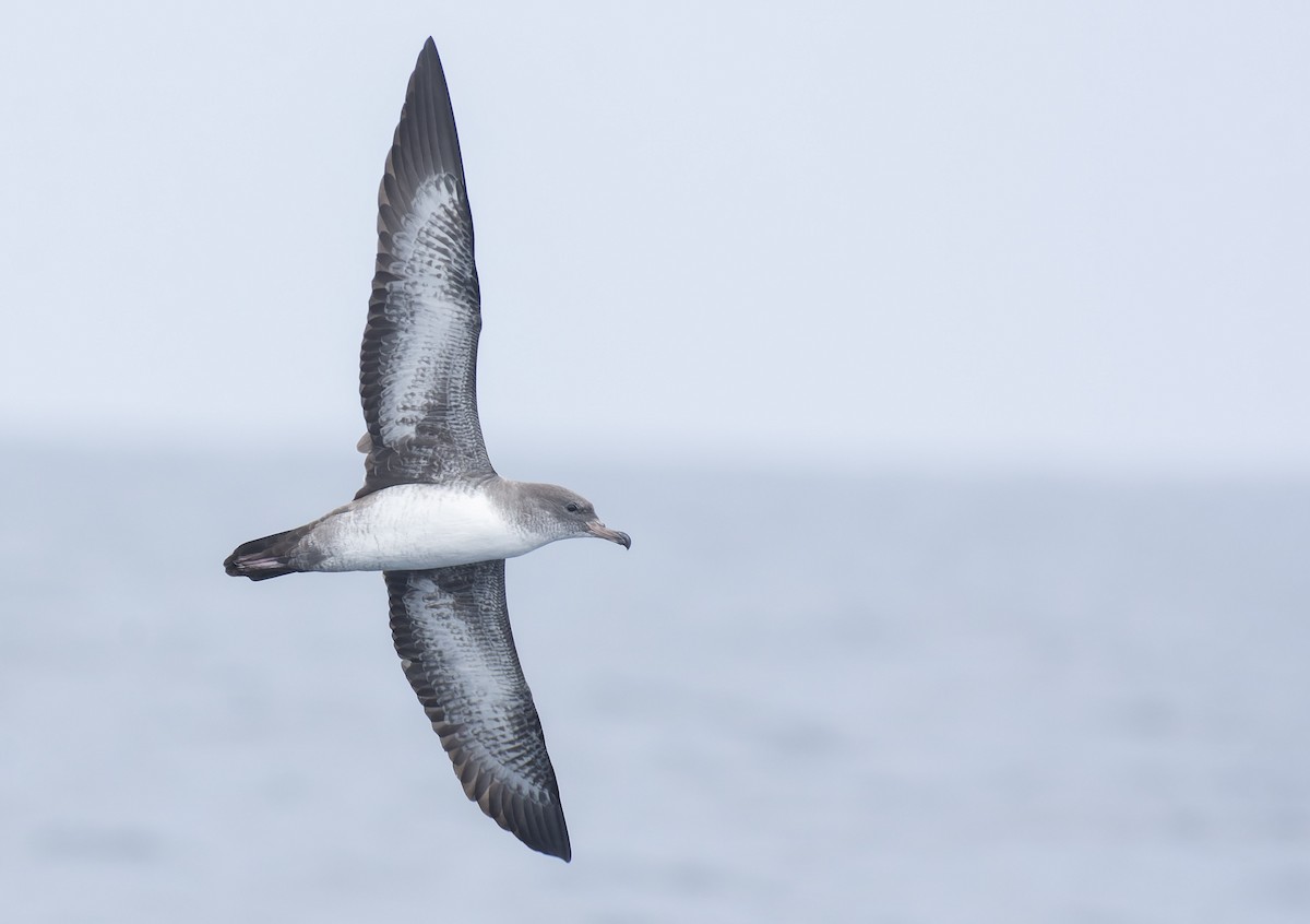 Pink-footed Shearwater - ML596928191