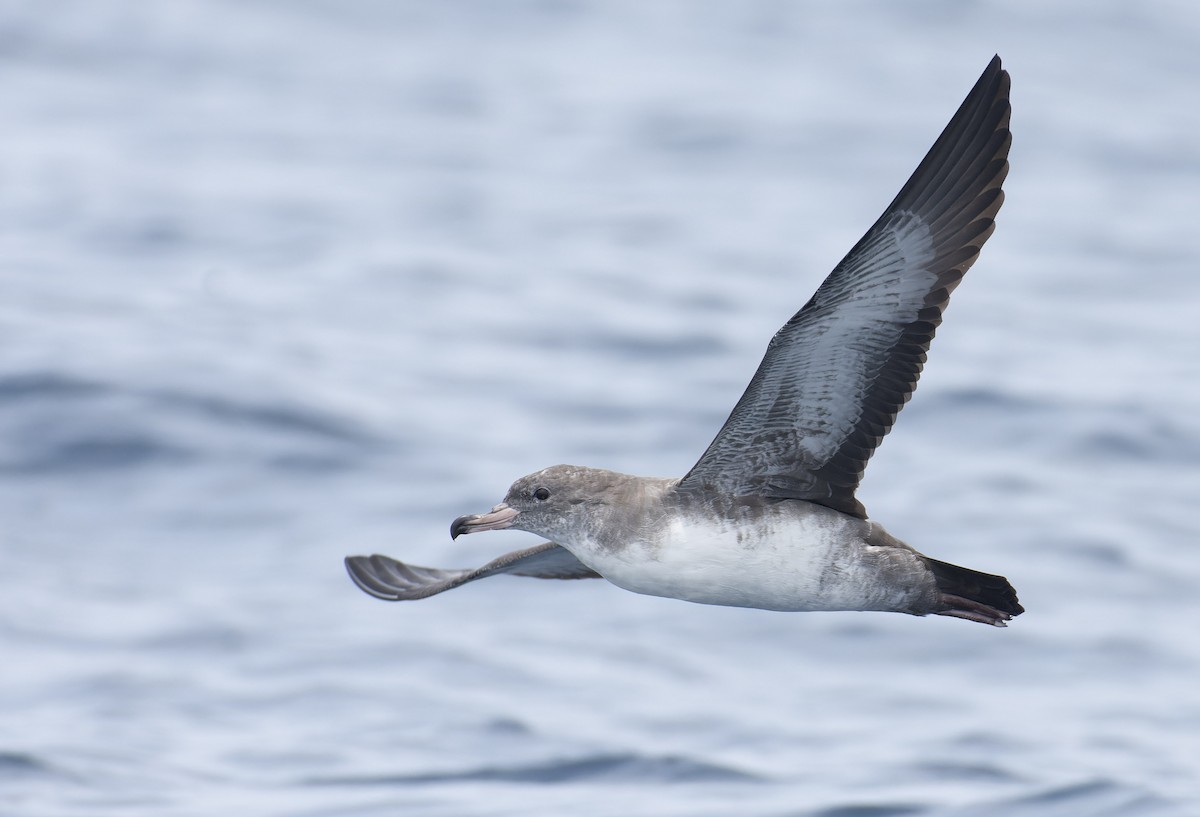 Pink-footed Shearwater - ML596928241