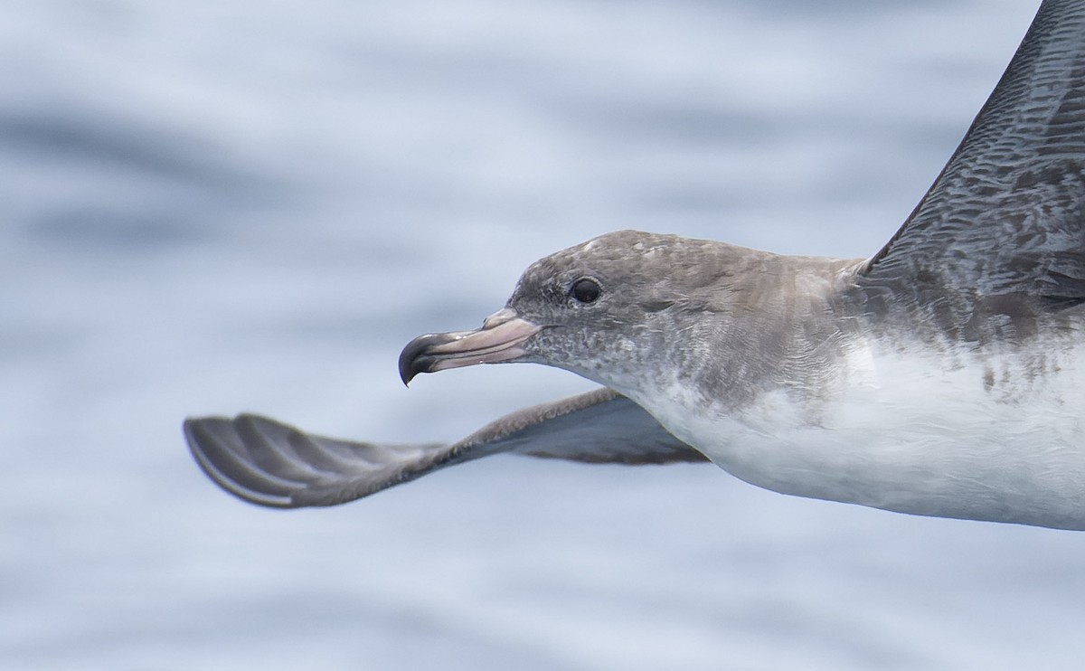 Pink-footed Shearwater - ML596928251