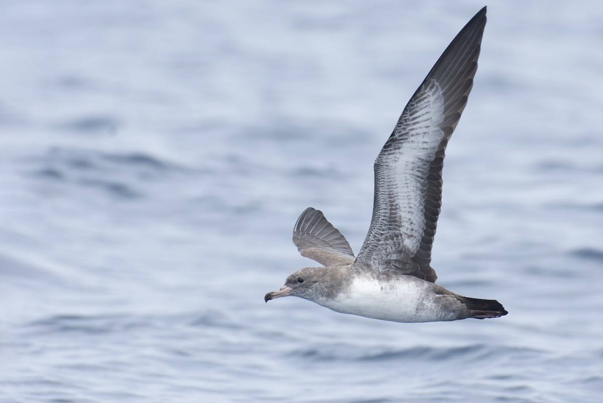 Pink-footed Shearwater - ML596928471