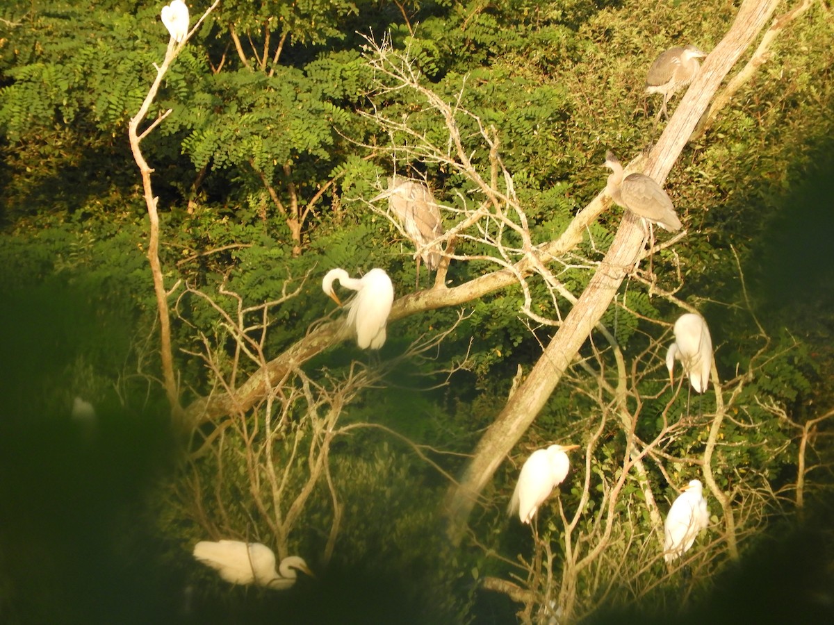 Ebird Checklist Jul Pogorelc Sanctuary Species