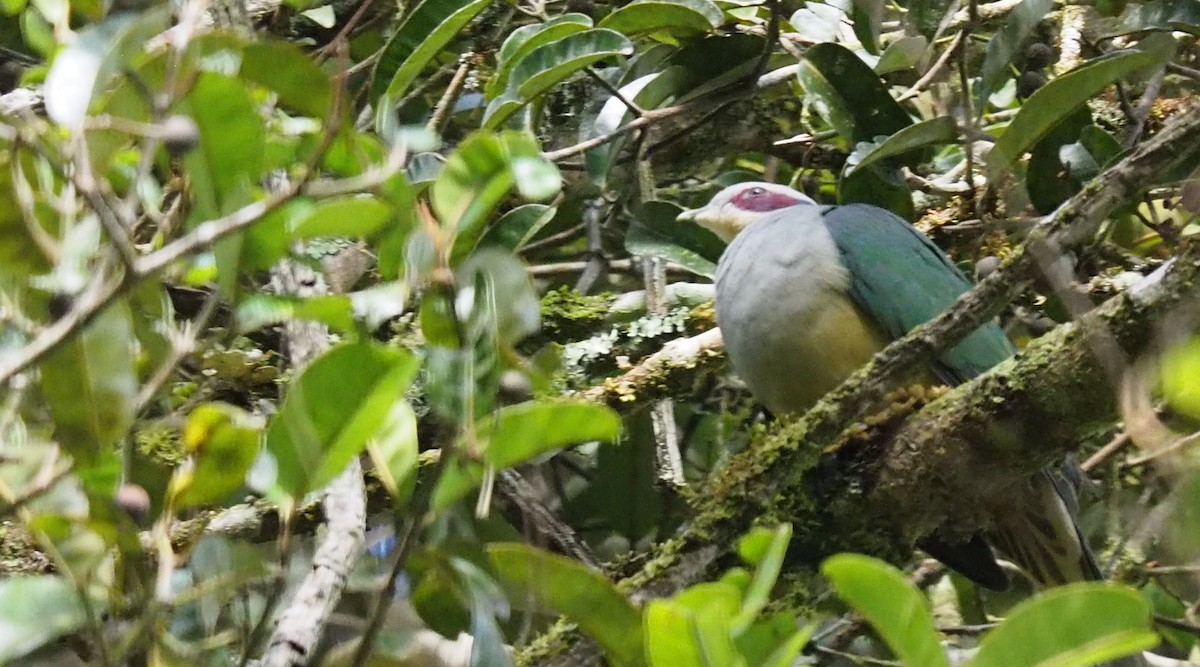 Red-eared Fruit-Dove (Red-eared) - ML596932411