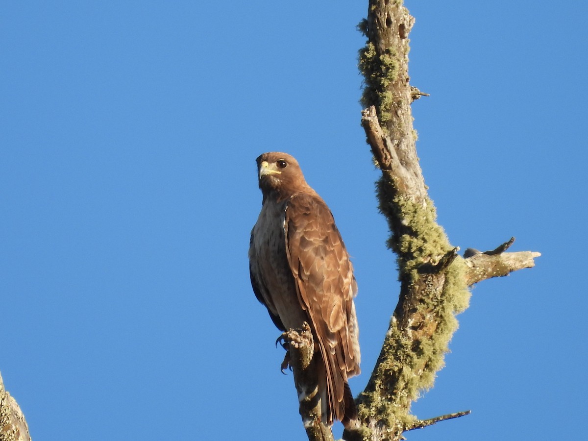 Red-tailed Hawk - ML596935231
