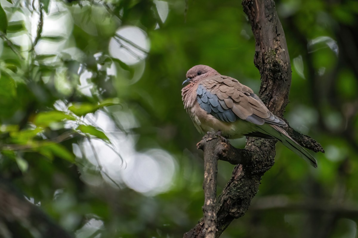 Laughing Dove - ML596935891