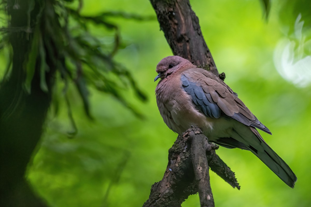 Laughing Dove - ML596936001