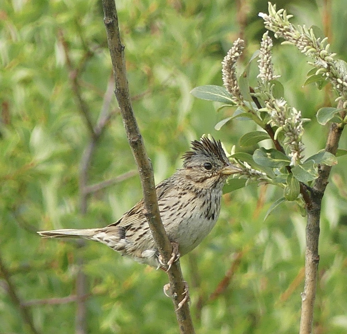 Lincoln's Sparrow - T A