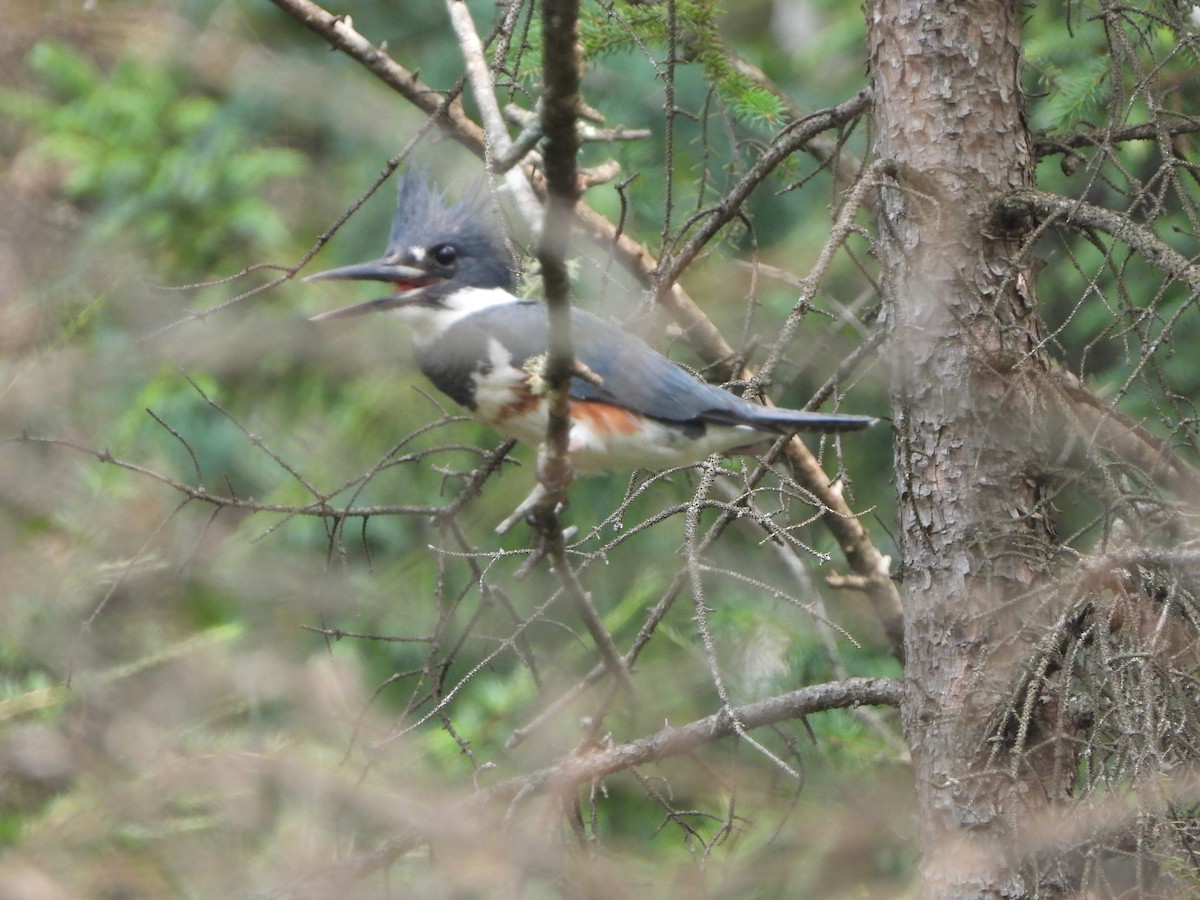 Belted Kingfisher - ML596940181
