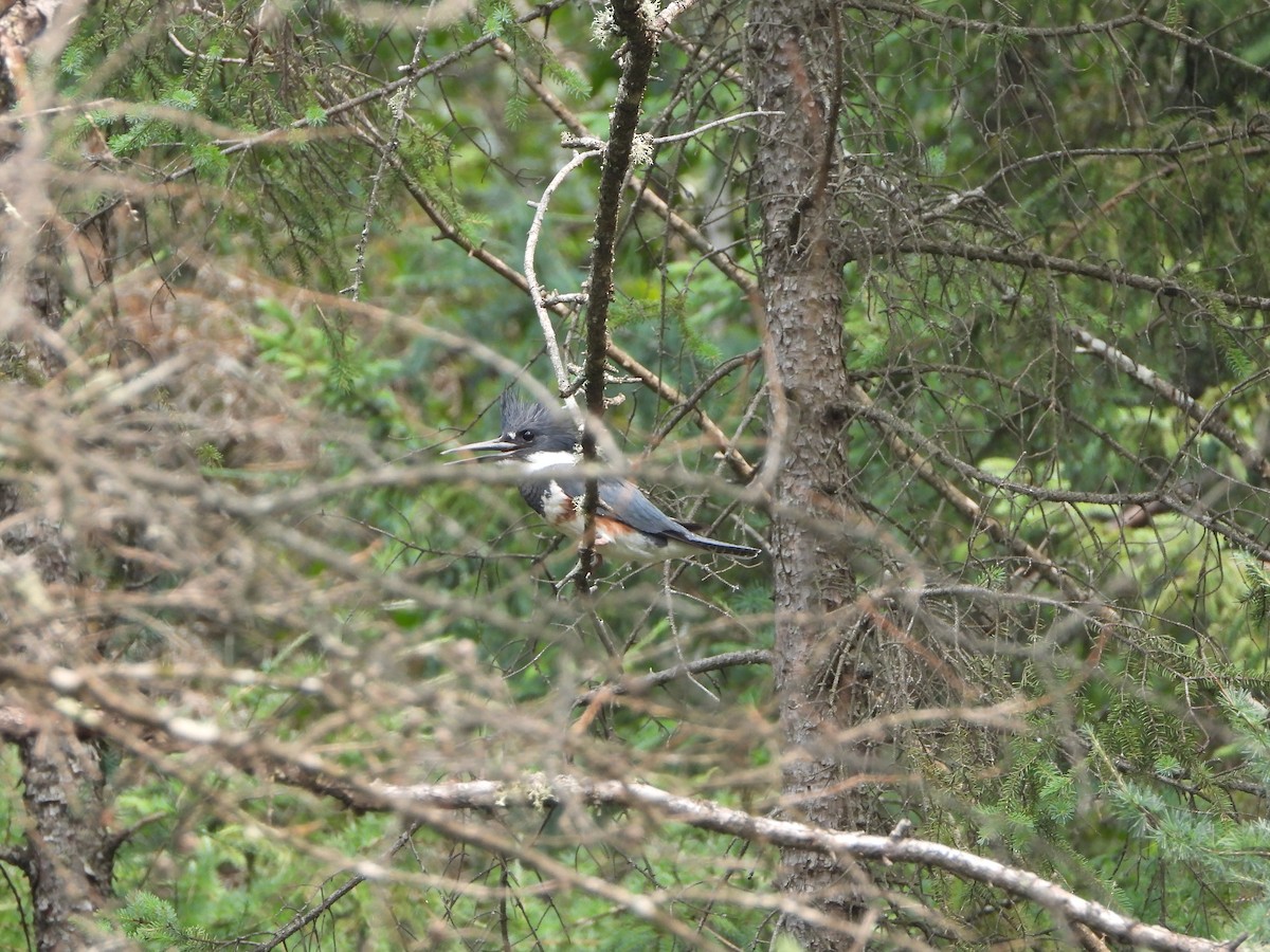 Belted Kingfisher - Chip K