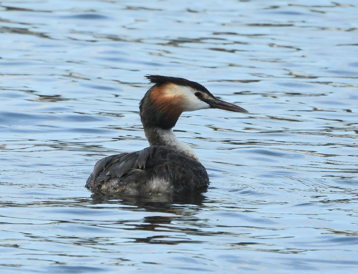 Great Crested Grebe - ML596943491