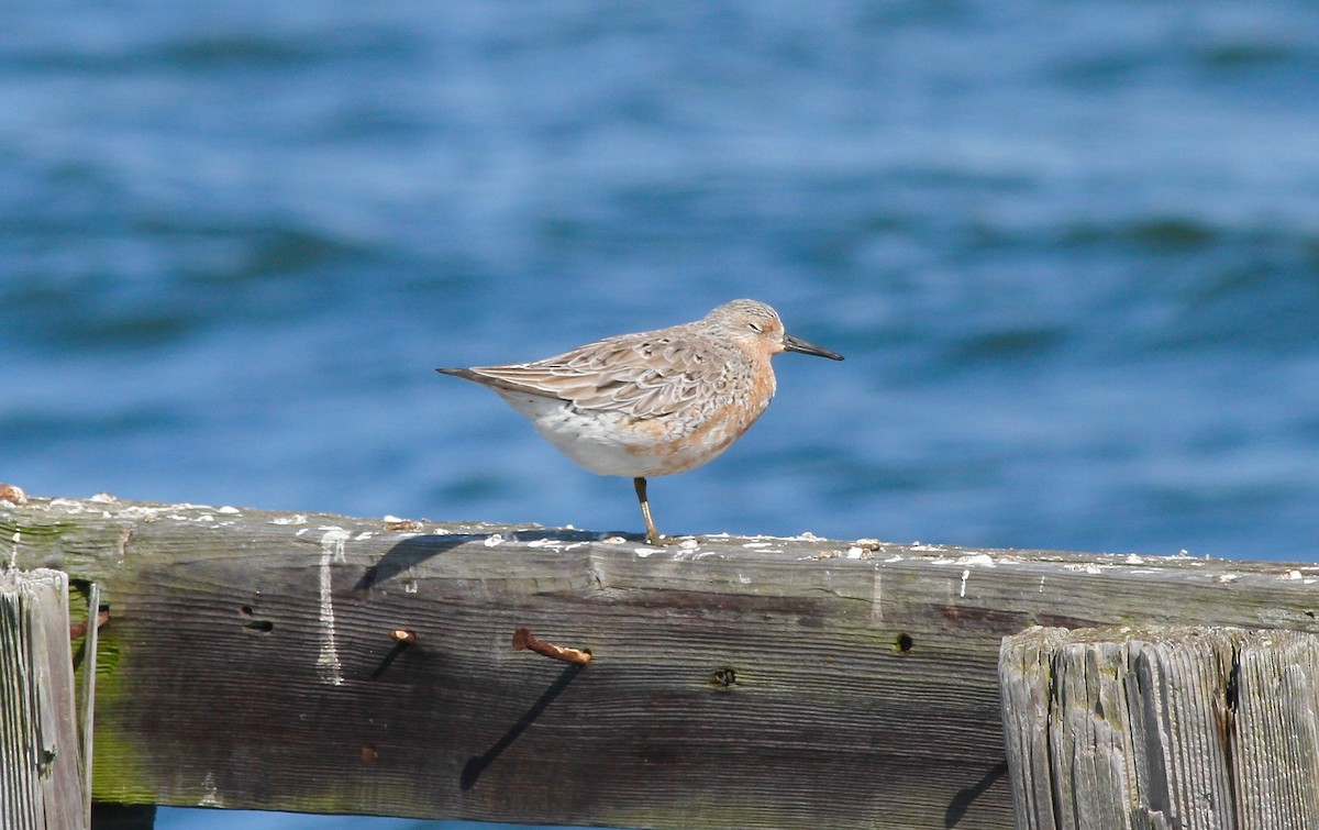 Red Knot - ML59694541