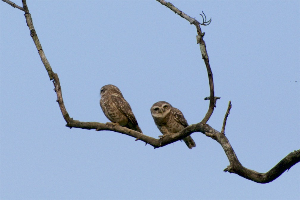 Spotted Owlet - Luis Bonaño