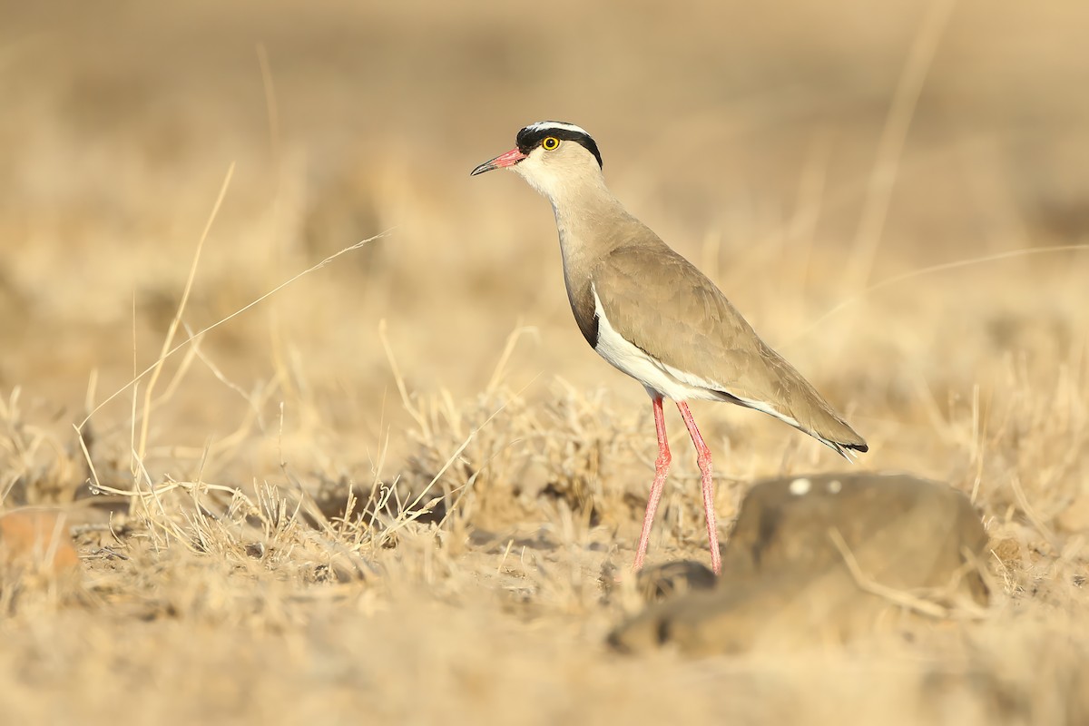 Crowned Lapwing - ML596955391