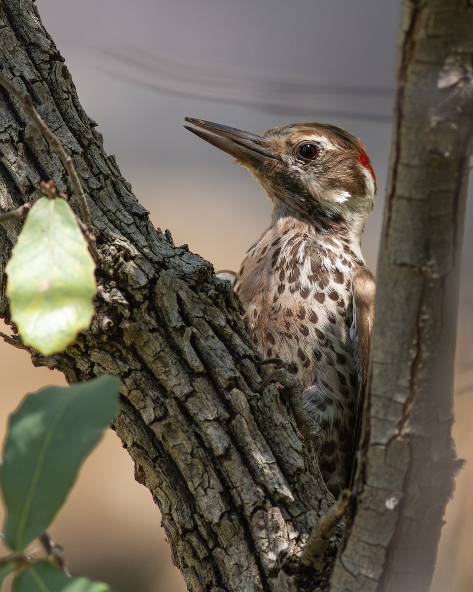 Arizona Woodpecker - ML596957351