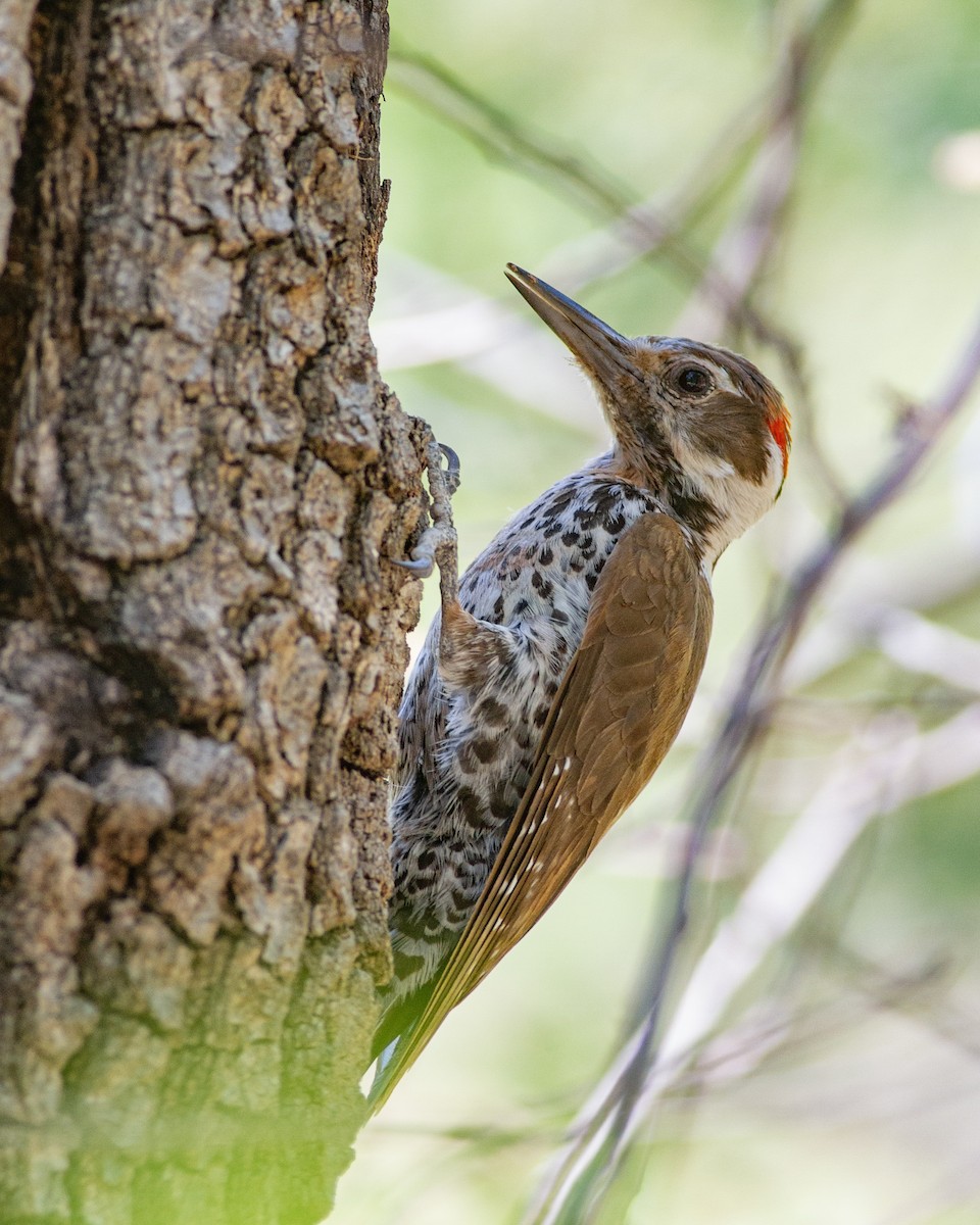 Arizona Woodpecker - ML596957361