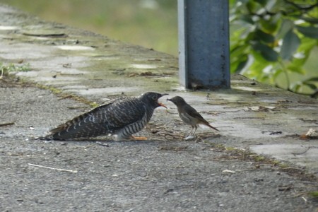 Common Cuckoo - ML596957891