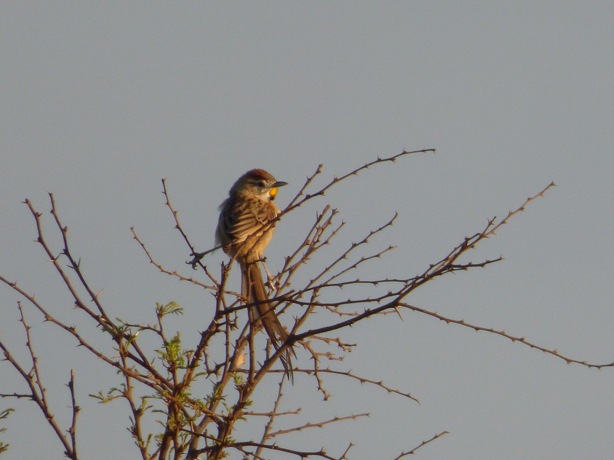 Chotoy Spinetail - ML596957961
