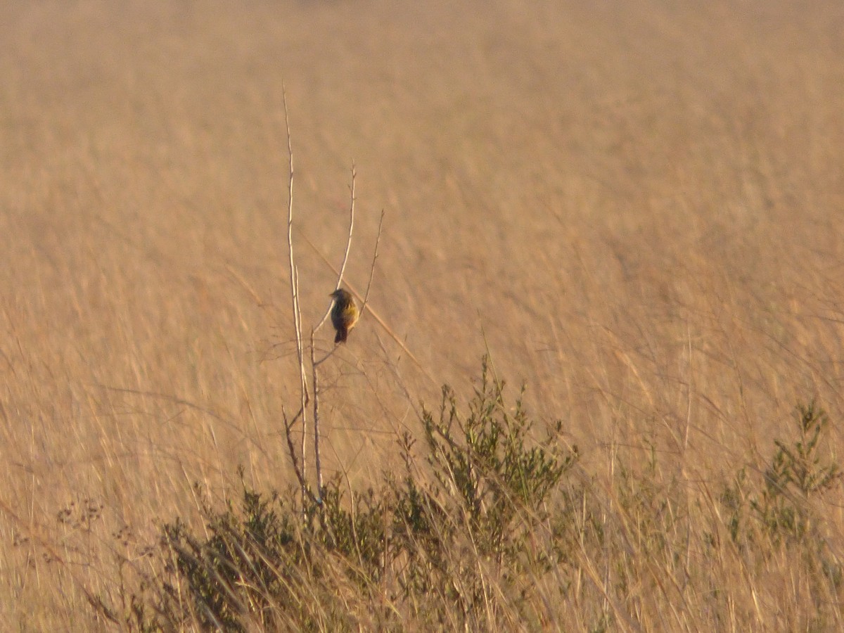 Wedge-tailed Grass-Finch - Ewan Pritchard