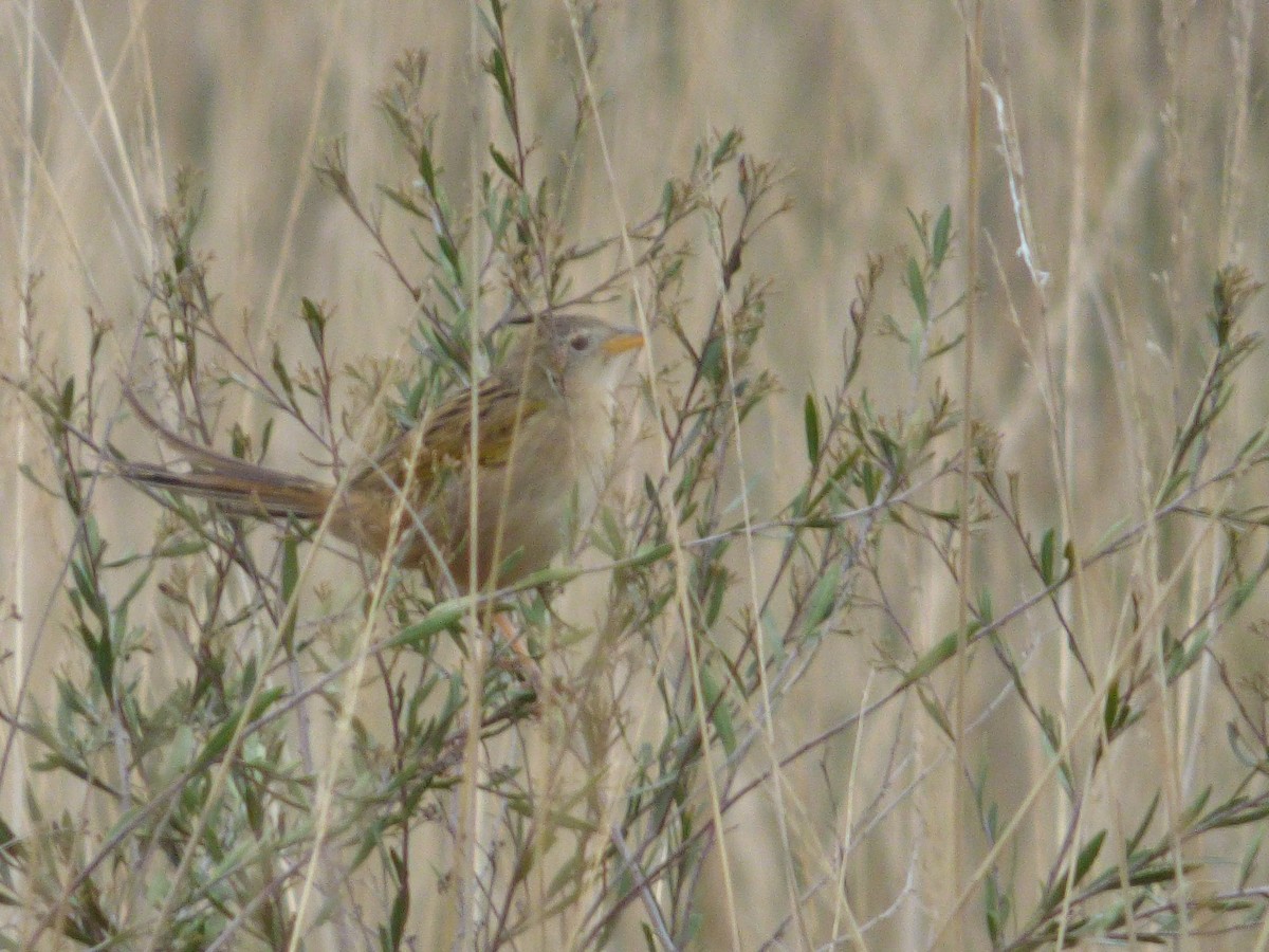 Wedge-tailed Grass-Finch - ML596958851