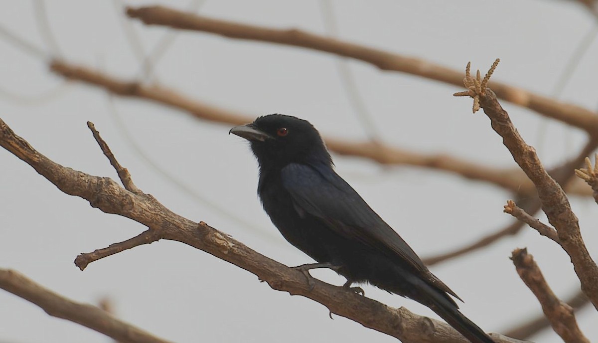 Fork-tailed Drongo (Glossy-backed) - ML596961761