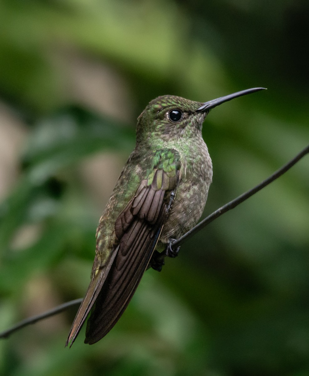 Sombre Hummingbird - Lucas Gusso