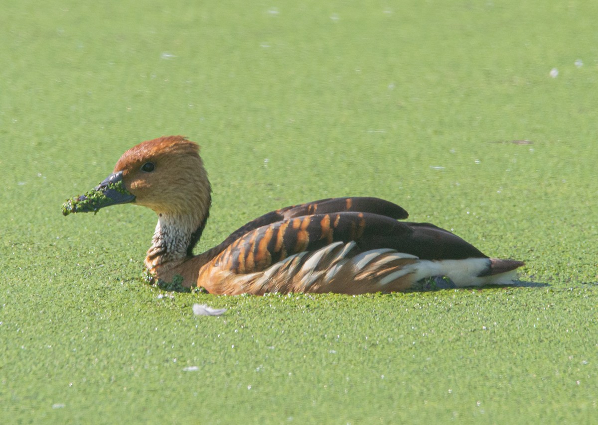 Fulvous Whistling-Duck - ML596964611